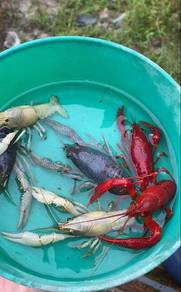 lobster air tawar Clarkii