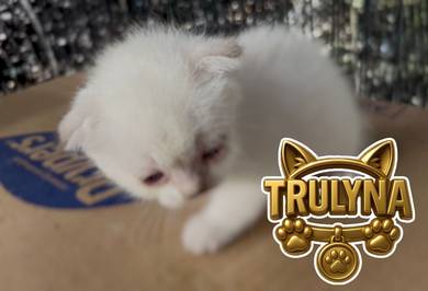 SCOTTISH FOLD BRITISH SHORT HAIR Silver KITTEN