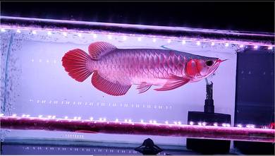 Arowana spec sumo red 15inchi