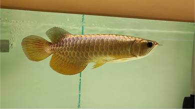 Arowana malaysian golden bluebase