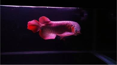 Arowana Super Red indo 16inch