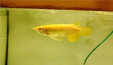 Albino arowana mata merah