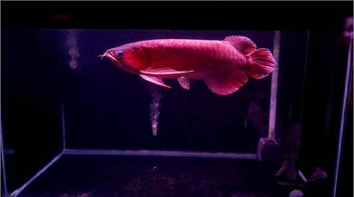 Arowana Super Red 18inchi