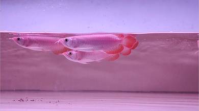 Arowana super Red 5inchi++