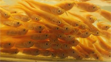 albino silver arowana 4-5inchi