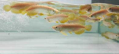 Arowana highback golden 5inchi
