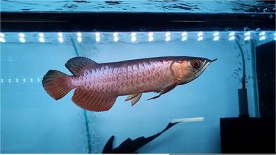 Arowana highback 8inchi