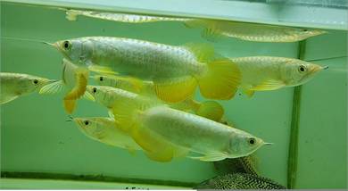 Arowana malaysian golden crossback