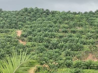 Freehold Land for Sale – Kahang, Kluang