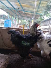 Ayam brahma jantan