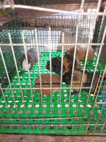 Guinea pig