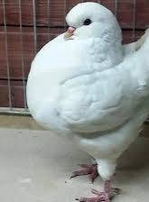 Us modena pigeon 