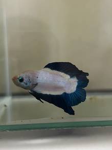 ikan laga betta