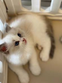 Male Kitten Ragdoll CFA Cert