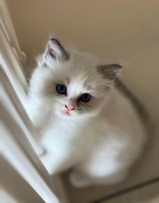 Male Kitten Ragdoll CFA Cert