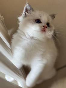 Male Kitten Ragdoll CFA Cert