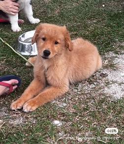 Imported Golden Retriever