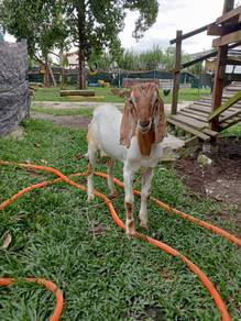 Anak kambing mix jamna