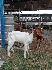 Anak kambing mix jamna