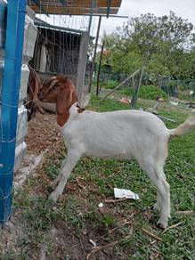 Anak kambing mix jamna