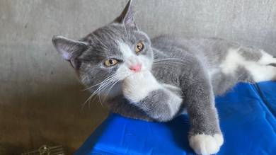 Kucing Bsh mix Flatface