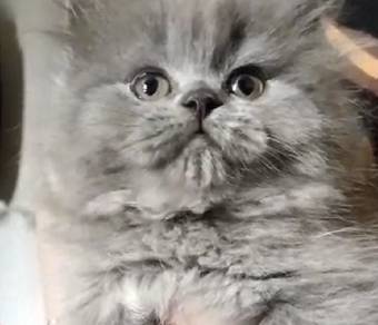 British Longhair Kitten