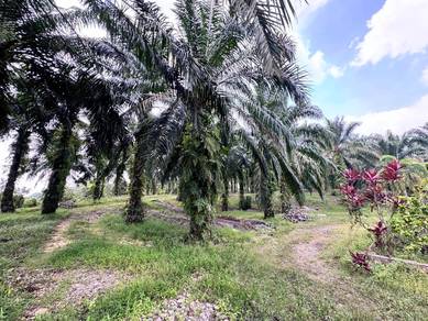 Taman Pulai Saujana 6 Acres Land