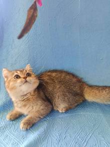 Bsh