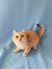Bsh