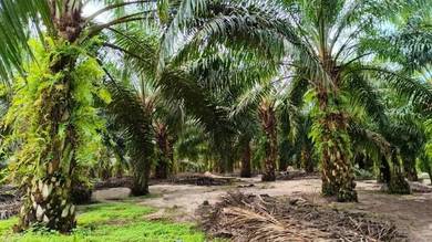 Mersing 183 Acres Land