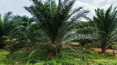 Mersing 183 Acres Land