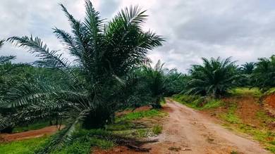 Mersing 183 Acres Land