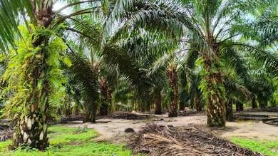 Mersing 183 Acres Land