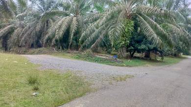 Kebun Sawit Berhasil + Rumah – Mukim Teh Jerantut