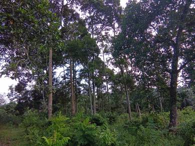 Tanah kebun 1,1 ekar kg tehel 