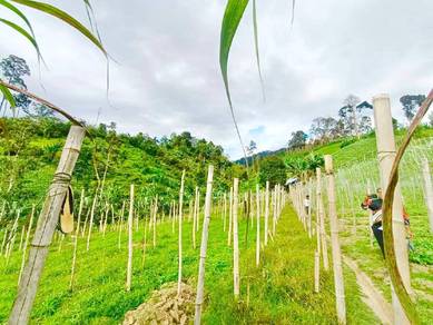LAND AGRICULTURAL 6.5 Ekar Sungai Kuali Janda Baik Bentong Pahang
