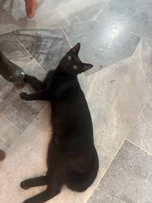 Anak Kucing jantan comel dan lincah sihat