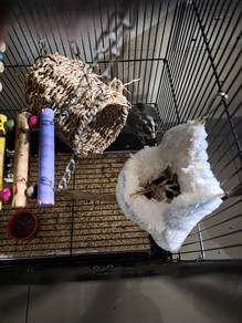 Sugar Gliders for rehome