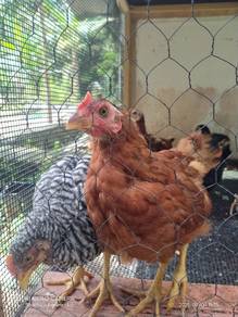 anak ayam penelur rir Dan bpr 