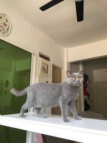 British Shorthair