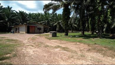 247 Ekar Ladang Kelapa Sawit, Mukim Juasseh N9 - UNTUK DIJUAL SEGERA!!