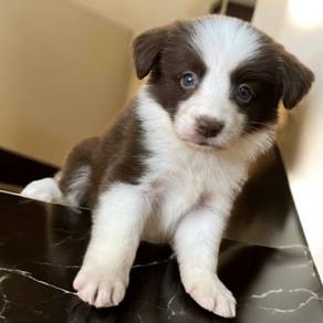 Border collie chocolate tri color MKA
