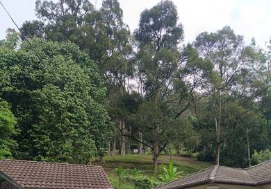 Tanah Dusun Durian Sungai Penchala