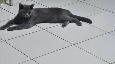 Bsh Blue Female