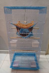 Sugar Glider 