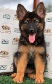 German shepherd