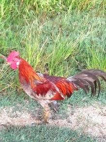 Ayam hutan kelabu