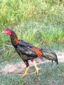 Ayam jantan siam