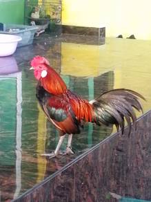 Ayam hutan merah