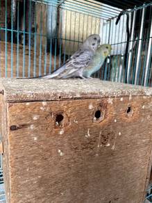 Burung Baji